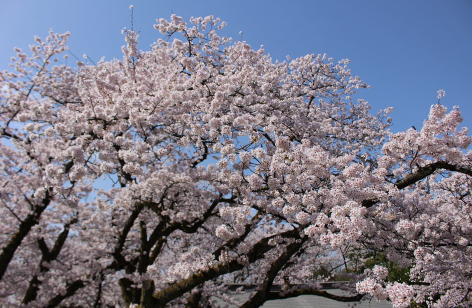 花だより 満開 速報【4/10 更新】